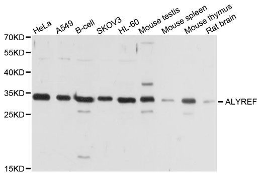 Western blot - ALYREF antibody (144-06010)