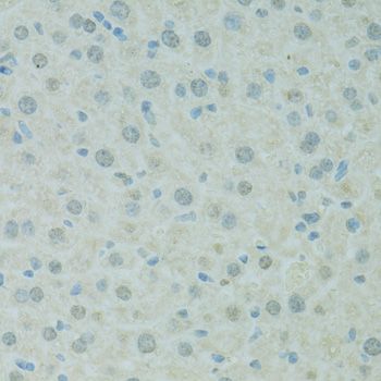 Immunohistochemistry - SAFB antibody (144-07927)