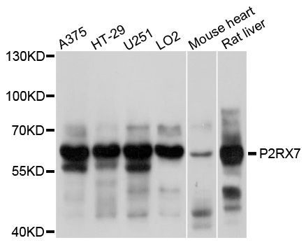 Western blot - P2RX7 Polyclonal Antibody (144-10511)