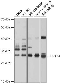 Western blot