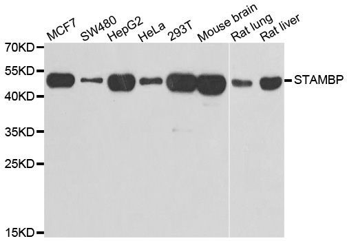 Western blot - STAMBP Polyclonal Antibody (144-07065)