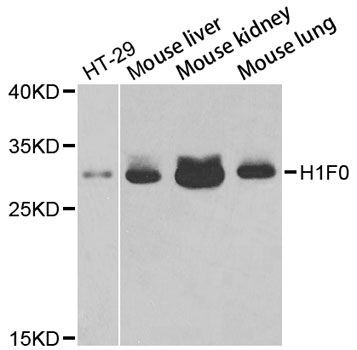 Western blot - H1F0 Polyclonal Antibody (144-03298)