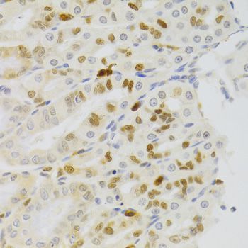 Immunohistochemistry - NASP Antibody (144-06938)