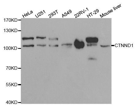 Western blot - CTNND1 antibody (144-01641)