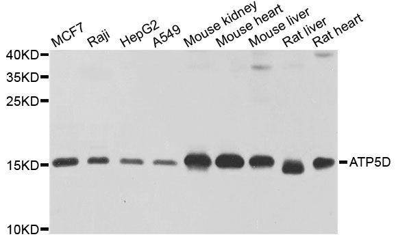 Western blot - ATP5D antibody (144-09929)