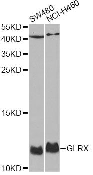 Western blot - GLRX antibody (144-05315)