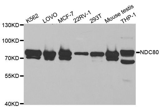 Western blot - NDC80 antibody (144-05411)