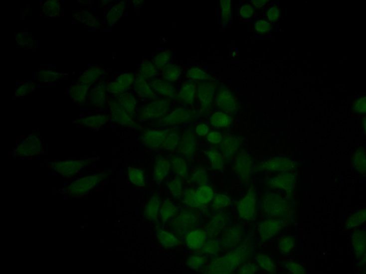 Immunofluorescence - CTSE antibody (144-02678)