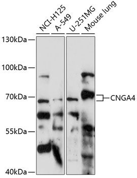 Western blot