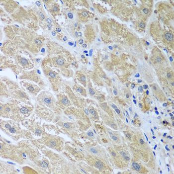 Immunohistochemistry - WDR48 Polyclonal Antibody (144-06854)