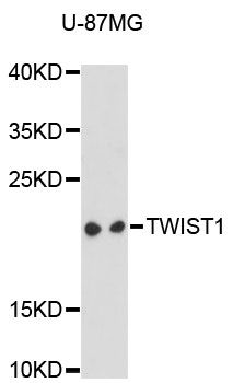 Western blot - TWIST1 antibody (144-61361)