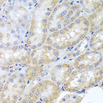 Immunohistochemistry - PEX3 antibody (144-07352)
