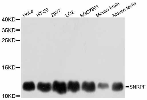 Western blot - SNRPF antibody (144-12162)