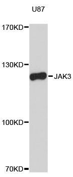 Western blot - JAK3 Polyclonal Antibody (144-00748)