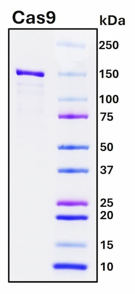 SDS-PAGE Image