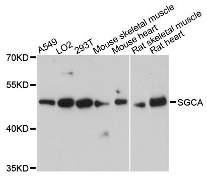 Western blot - SGCA antibody (144-61380)