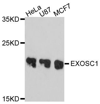Western blot - EXOSC1 Polyclonal Antibody (144-10302)