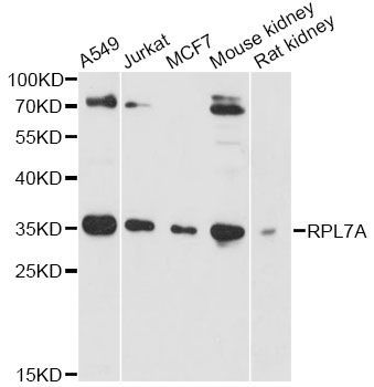 Western blot - RPL7A antibody (144-605690)