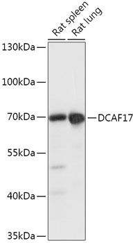 Western blot
