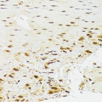 Immunohistochemistry - EFTUD2 Antibody (144-07040)