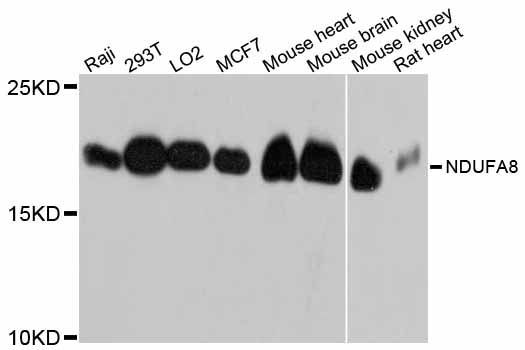 Western blot - NDUFA8 Polyclonal Antibody (144-012118)