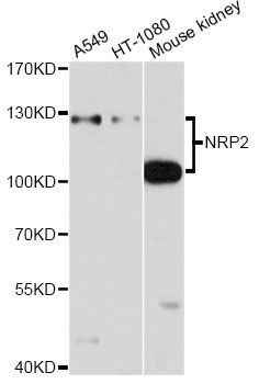 Western blot - NRP2 antibody (144-02581)