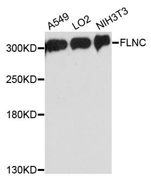 Western blot - FLNC Polyclonal Antibody (144-013018)