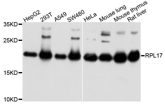 Western blot - RPL17 Polyclonal Antibody (144-05934)