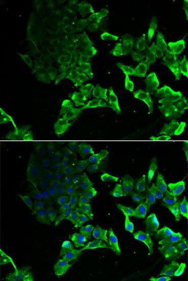 Immunofluorescence - SCYL1 antibody (144-06735)