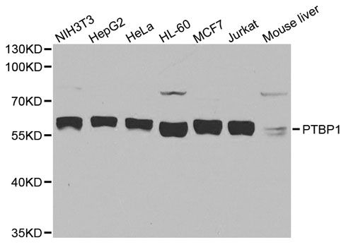 Western blot - PTBP1 antibody (144-06107)