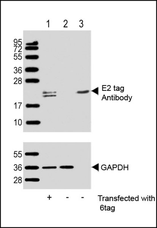 WB