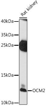 Western blot