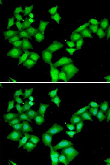 Immunofluorescence - AAAS antibody (144-06427)