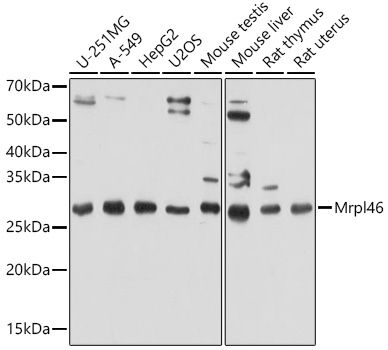 Western blot