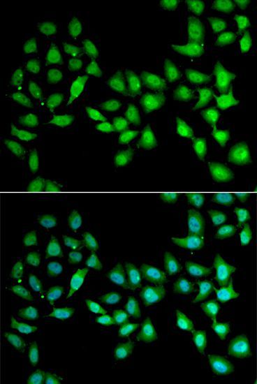 Immunofluorescence - UCN2 antibody (144-06485)