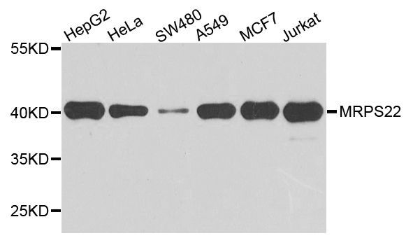 Western blot - MRPS22 antibody (144-08319)
