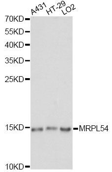 Western blot - MRPL54 antibody (144-014957)