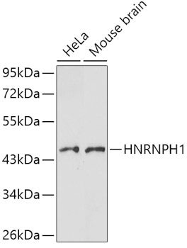 Western blot