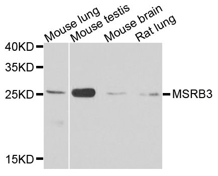 Western blot - MSRB3 antibody (144-08005)