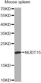 Western blot - NUDT15 antibody (144-60589)