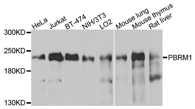 Western blot - PBRM1 antibody (144-09878)