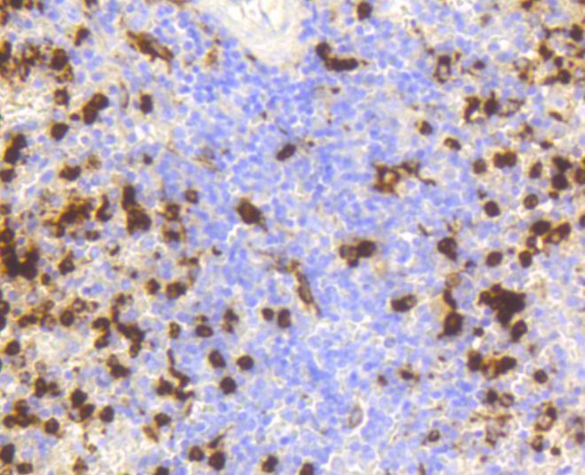 Immunohistochemistry - LYZ antibody (144-10972)
