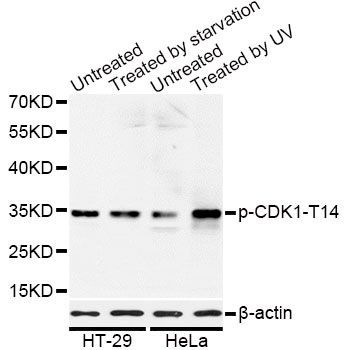 Western blot - Phospho-CDK1-T14 antibody (144-50015)