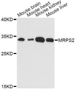 Western blot - MRPS2 antibody (144-014279)
