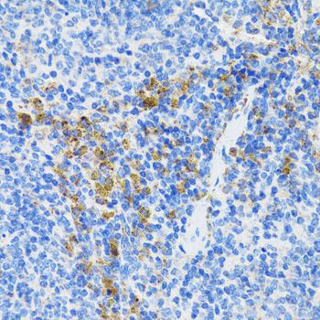 Immunohistochemistry - ATG3 antibody (144-05809)