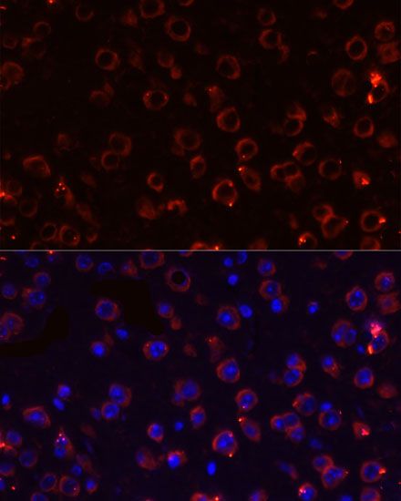 Immunofluorescence - MEGF10 Polyclonal Antibody (144-600568)