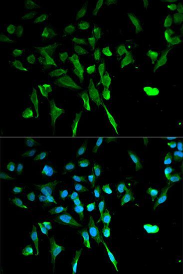 Immunofluorescence - TRIM21 Antibody (144-01957)
