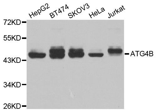 Western blot - ATG4B antibody (144-02837)