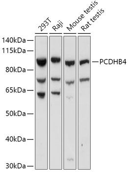 Western blot