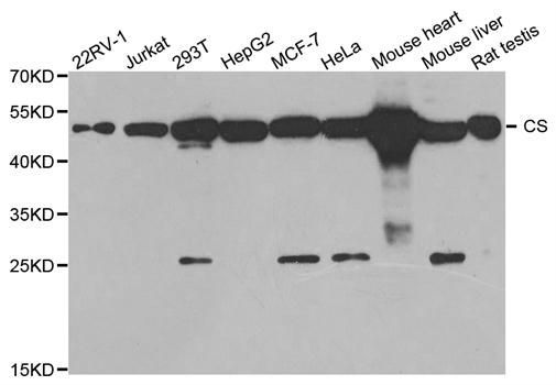 Western blot - CS antibody (144-05713)